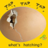 Tap__tap__tap__what_s_hatching_