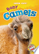 Baby_Camels